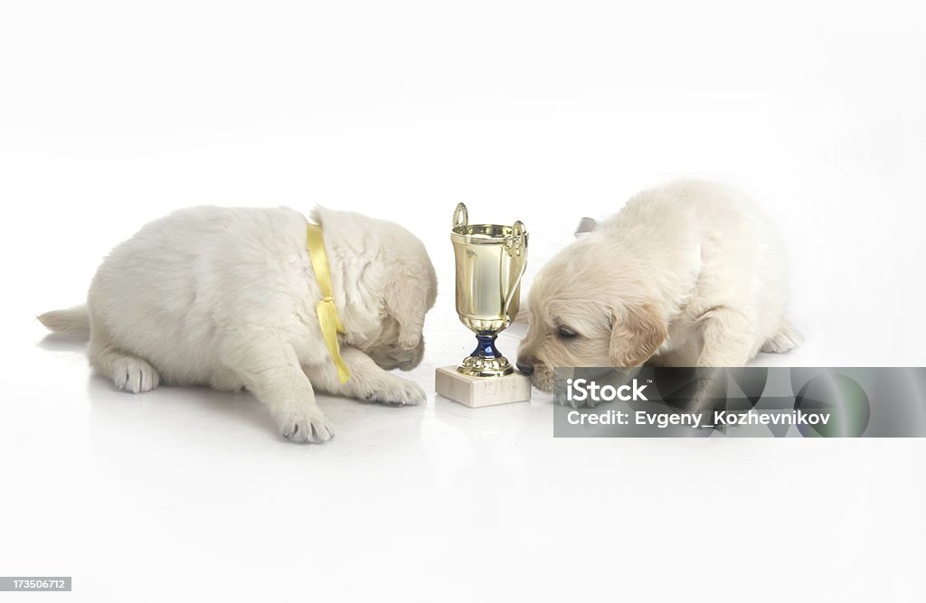 Pequena Fofo golden retriever cachorrinho em fundo branco - Royalty-free Animal Foto de stock
