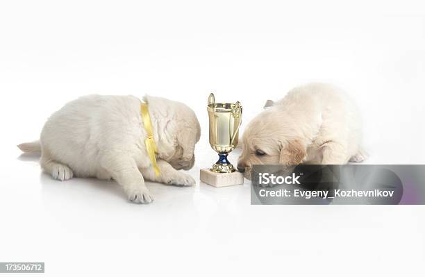 Pequena Fofo Golden Retriever Cachorrinho Em Fundo Branco - Fotografias de stock e mais imagens de Animal