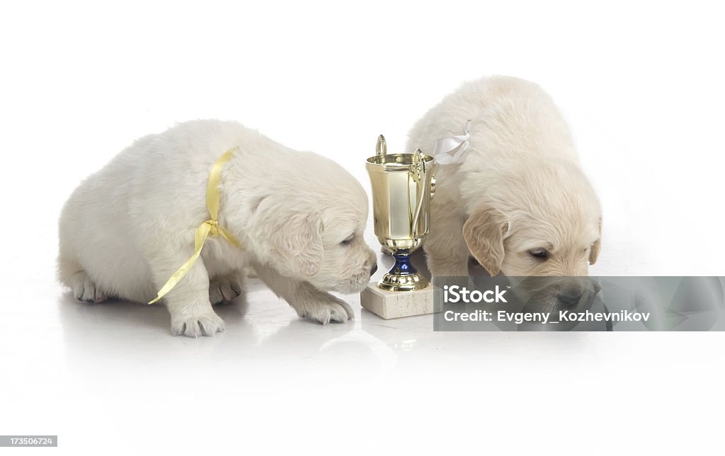 Pequeno lindo Filhote de retriever dourado, no fundo branco - Foto de stock de Animal royalty-free