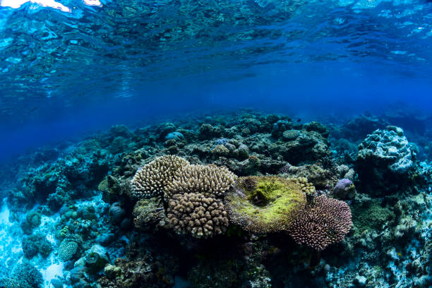 istock Tropical Coral Reef - Table Corals (Acropora sp.) 1735067755