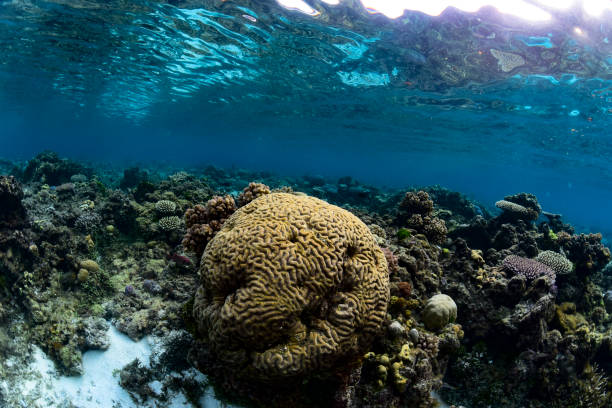 istock Open Brain Corals Genus Lobophyllia 1735067767