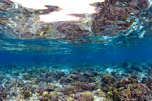 Snorkeling over a tropical coral reef