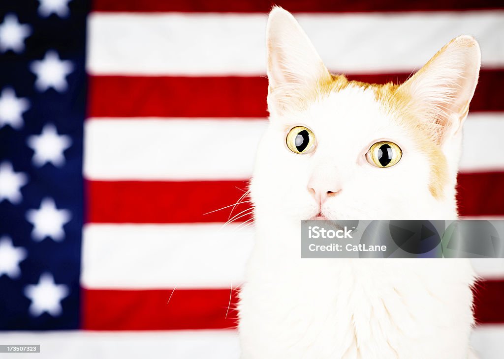 Все американские Kitty Cat - Стоковые фото Американская культура роялти-фри