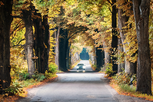Asphalt road between old trees in autumn. Branches hang over the road tunnel. A driving car is visible in the distance, its headlights are shining.