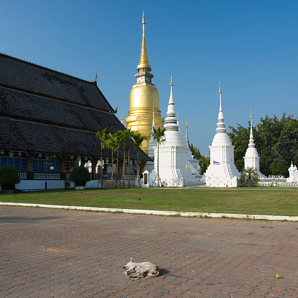 istock Dog and Thailand Temple 173507441