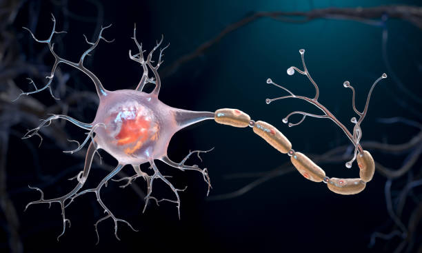 Neuron cell Neurons also known as neurones or nerve cells. Neurons transmit information between different parts of the brain and between the brain and the rest of the nervous system. 3d illustration neural axon stock pictures, royalty-free photos & images
