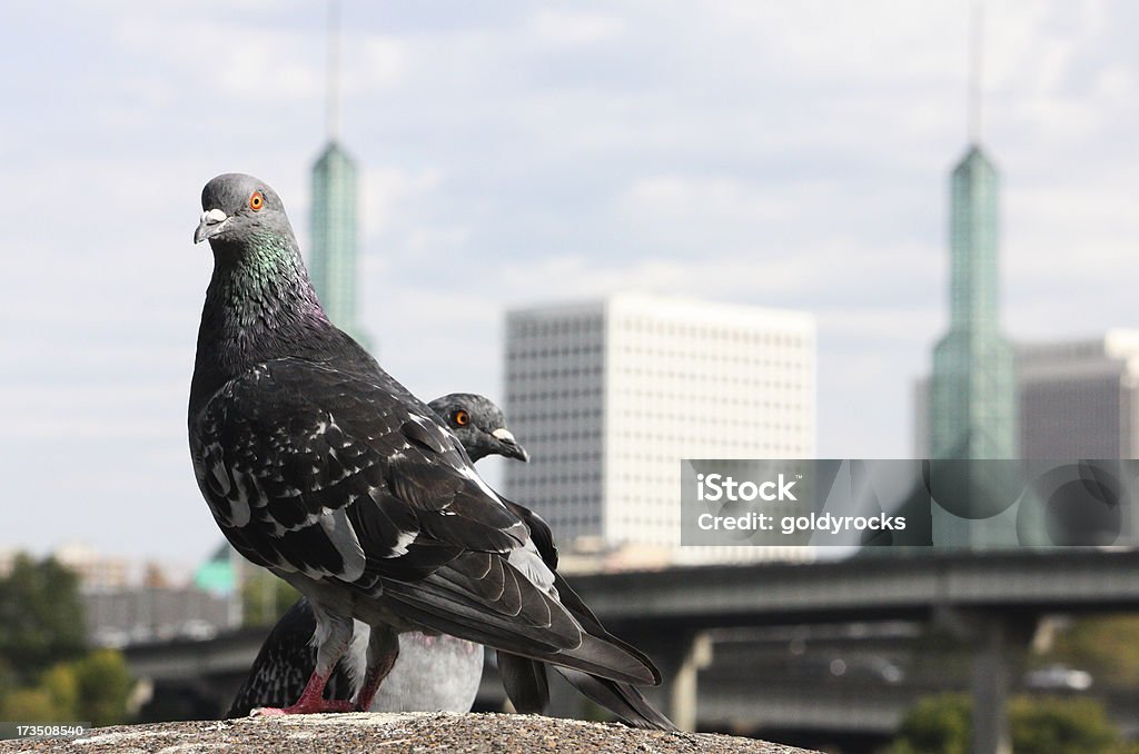 Les Pigeons à Portland - Photo de Architecture libre de droits