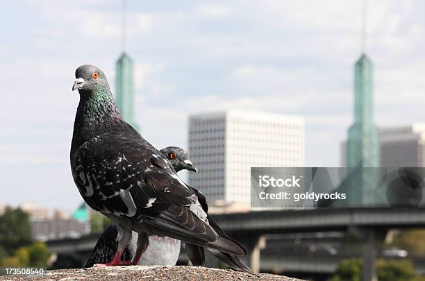 Photo libre de droit de Les Pigeons À Portland banque d'images et plus d'images libres de droit de Architecture - Architecture, Ciel, Couleur verte