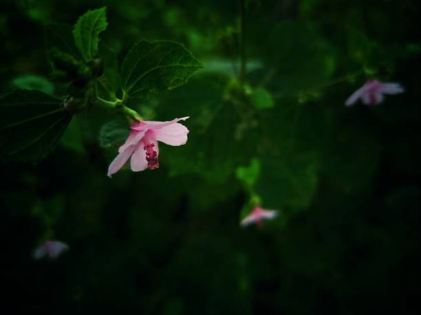 istock Wildlife close-up beautiful flowers background 1735086458