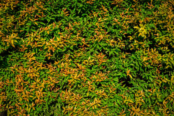 Abstract background of leaves. Colorful texture from natural pattern