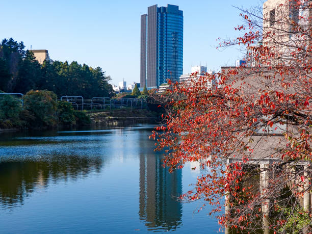 istock Sunny autumn leaves at the outer moat of Edo Castle (Ichigaya, Chiyoda-ku, Tokyo) 1735091802