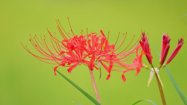 Japanese nature, red spider lily and rice field