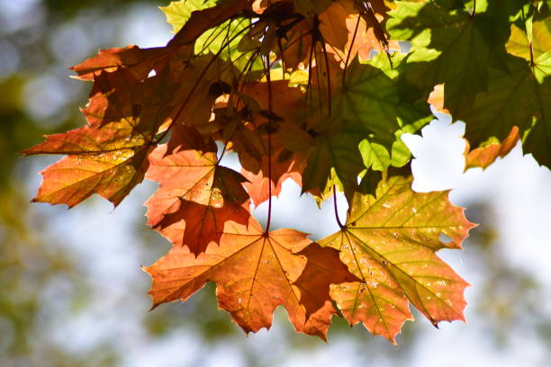 istock Autumn Nostalgic Leaves 1735093925