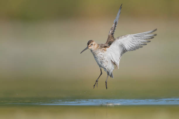 istock Flying over the waters, the Dunlin (Calidris alpina) 1735099270