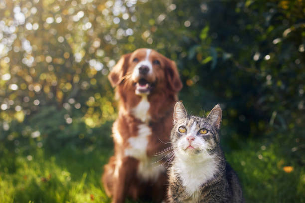 istock Cat and dog sitting together in grass on sunny day 1735100376