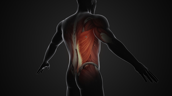 Pain and injury in the latissimus dorsi muscles, commonly referred to as the 