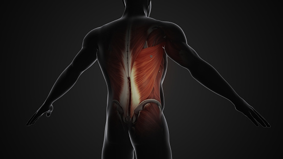Pain and injury in the latissimus dorsi muscles, commonly referred to as the 