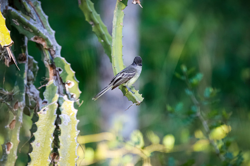 Yellow-bellied Elaenia, elaenia flavogaster, perched on a cactus branch against blurred green background