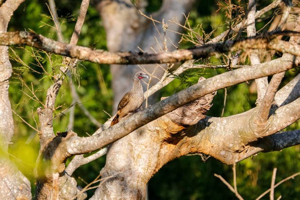 istock Chachalaca perching on a tree branch in sunlight, tree in background, Barichara, Colombia 1735101845