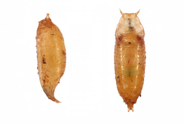 Vinegar fly, fruit fly (Drosophila melanogaster). Pupa in various shots. Isolated on a light background.