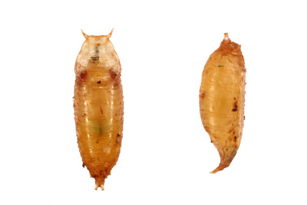 istock Vinegar fly, fruit fly (Drosophila melanogaster). Pupa in various shots. Isolated on a light background. 1735110423