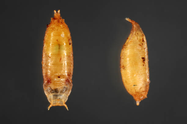 istock Vinegar fly, fruit fly (Drosophila melanogaster). Pupae various shots. Isolated on a dark background. 1735110434