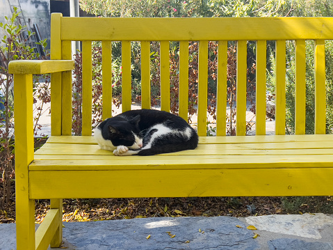 Cute black and white house cat sleeping peacefully curled up on a yellow bench in the garden of the house. Large copy space composition.