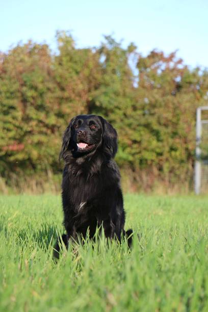 istock a pretty big black hovawart sits on a green meado 1735113714