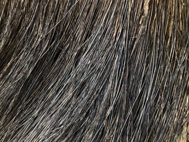 istock selective focus, broom palm fiber background texture pattern, black broom palm fiber. 1735113746
