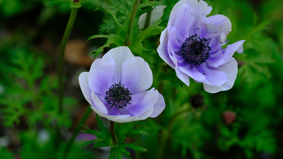 Blooming anemone flowers in the spring forestBlooming anemone flowers in the spring forest