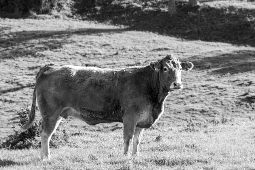 A black and white image of a cow standing in a field.