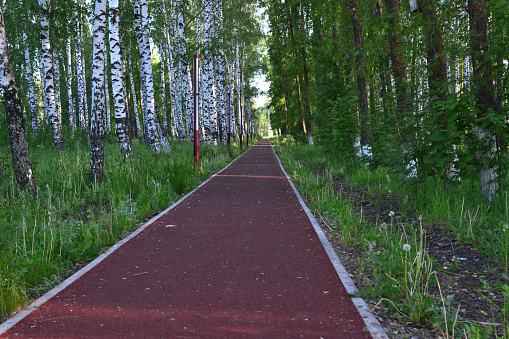 empty running track isolated in the park with birch trees