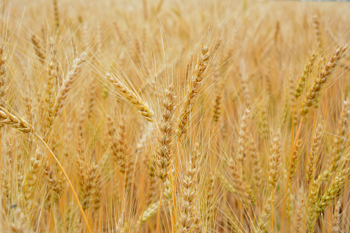 golden wheat on the field isolated wallpaper close up