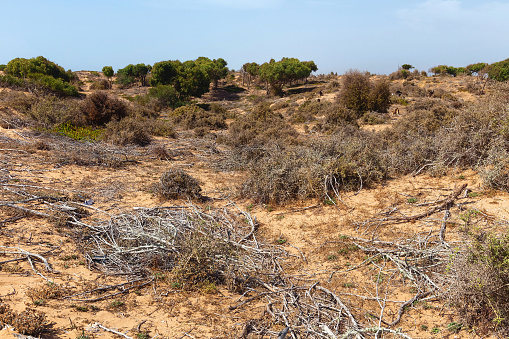 View of the arid african landscape near Essaouira. Morocco.