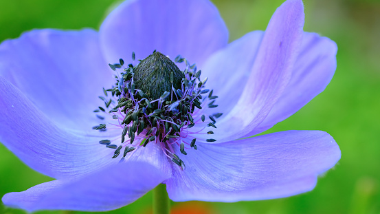 Blue anemone set flowers in sky blue bokeh background.