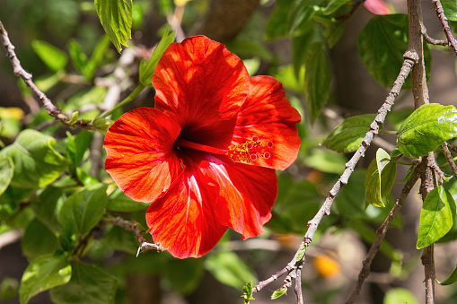 Hibiscus rosa-sinensis in the garden on a sunny day.