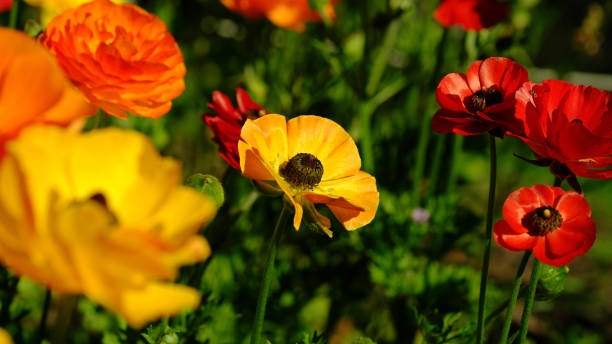 istock Colorful Ranunculus Butterfly flower in a garden. 1735131509