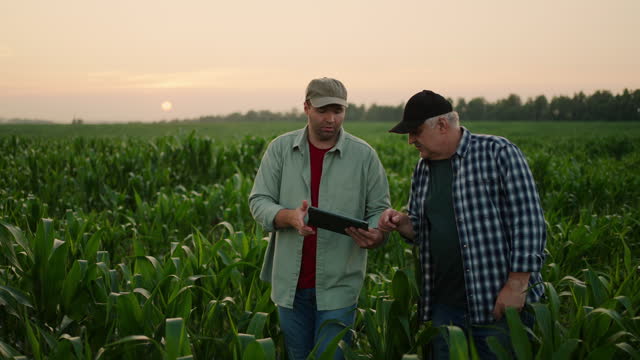 Two Farmers, Son And Father, Walking In Cornfield And Discussion Development Of Agribusiness