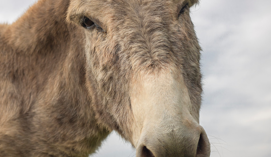 Donkey Sanctuary McGregor, Western Cape, South Africa