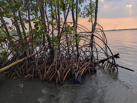 Mangrove forests are forest vegetation that grows between the tidal lines, but can also grow on coral beaches, as well as on coral plains