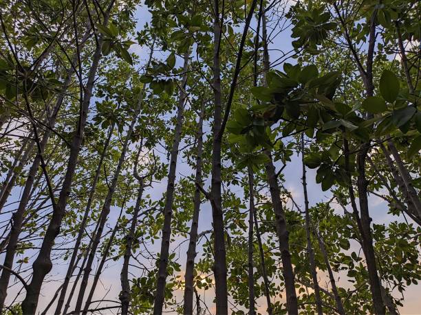 istock Mangrove forests are forest vegetation that grows between the tidal lines, but can also grow on coral beaches, as well as on coral plains 1735137720