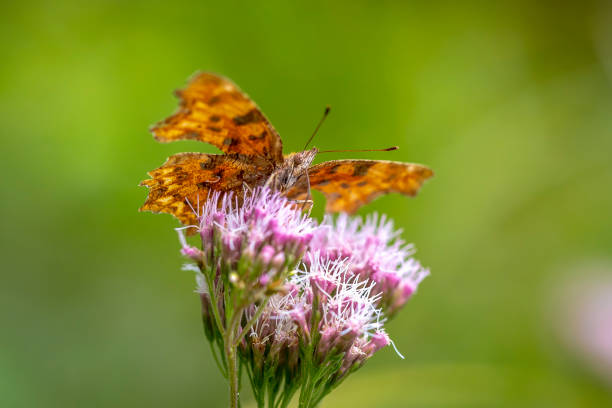 istock Comma butterfly Polygonia c-album resting side view 1735149801