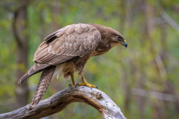 istock Common buzzard, Buteo Buteo, bird of prey perched 1735149863