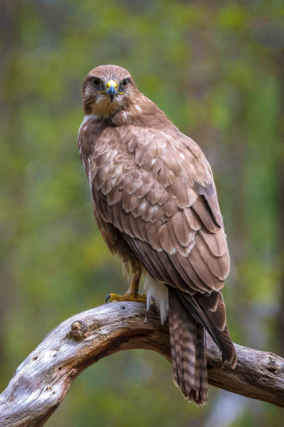 istock Common buzzard, Buteo Buteo, bird of prey perched 1735149877