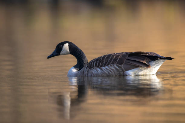 istock Canadian goose, Branta canadensis, washing 1735149894