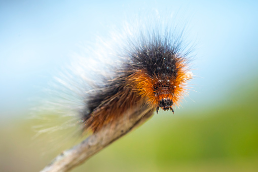 Closeup of a garden tiger moth or great tiger moth,  Arctia caja, caterpillar crawling and eating in  forest