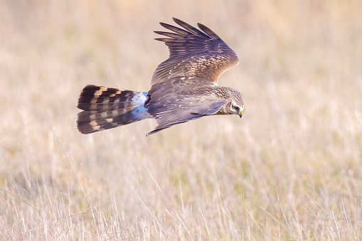 Female Hen harrier Circus cyaneus or northern harrier hunting above a meadow during a cold winter