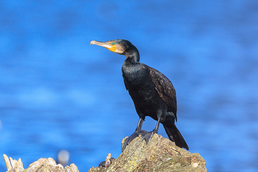 Black cormorant, Phalacrocorax carbo, lets its wings dry in the sun. This is characteristic behavior for a cormorant.