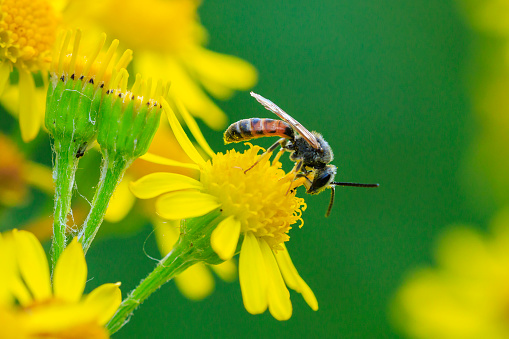 Closeup of a lasioglossum calceatum, a Palearctic species of sweat bee, pollinating on a yellow flower.