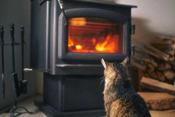 Cat looking at burning wood in stove